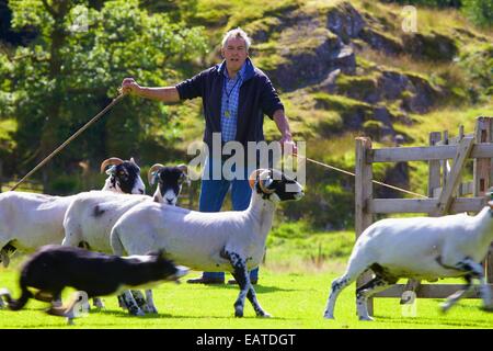 Brebis de penning Shepherd Dog Day Patterdale Patterdale proche, Lake District, Cumbria, England, UK. Banque D'Images