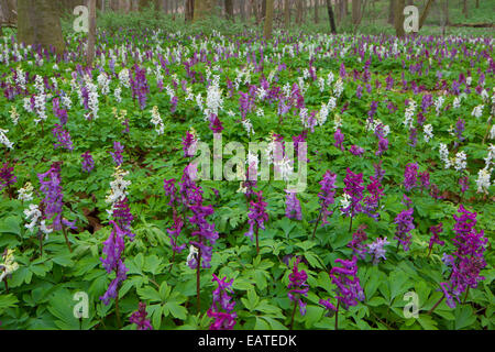 Holewort bulbeuse Corydalis / / / poireau creuse creuse creuse / racine millepertuis (Corydalis cava / Corydalis bulbosa) en fleurs en forêt Banque D'Images