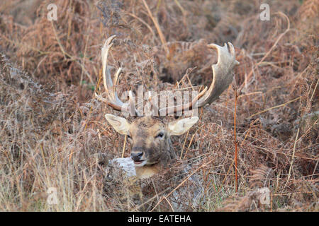 Bushy Park, London, England, UK. 20 novembre 2014. Ce daim est parfaitement camouflé parmi les fougères sur un bel après-midi de Bushy Park. Credit : Julia Gavin UK/Alamy Live News Banque D'Images