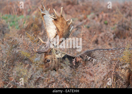 Bushy Park, London, England, UK. 20 novembre 2014. Un daim est parfaitement camouflé parmi les fougères sur un bel après-midi de Bushy Park. Credit : Julia Gavin UK/Alamy Live News Banque D'Images