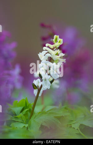 Holewort bulbeuse Corydalis / / / poireau creuse creuse creuse / racine millepertuis (Corydalis cava / Corydalis bulbosa) en fleurs en forêt Banque D'Images