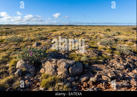 Un ancien récif calcaire érodé recouvert de Spinifex. herbe du désert Banque D'Images