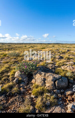 Un ancien récif calcaire érodé recouvert de Spinifex. herbe du désert Banque D'Images