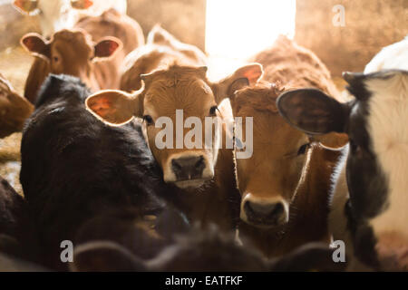 Plusieurs vaches en stable Banque D'Images