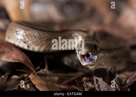 Bain snake dans une posture agressive Banque D'Images