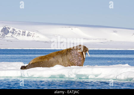 Un homme marqué, le morse (Odobenus rosmarus), sur la glace de mer. Banque D'Images