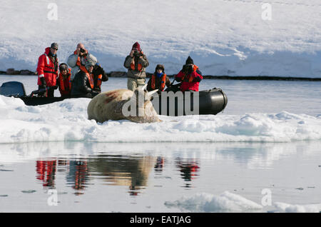 Les touristes l'observation d'un homme, le morse (Odobenus rosmarus) sur la glace de mer. Banque D'Images