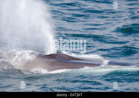 De la tuyère d'une espèce en voie d'Rorqual commun Balaenoptera physalus, l'alimentation. Banque D'Images