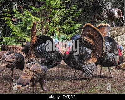 Le Dindon sauvage (Meleagris gallopavo) Mâle wattles gorgées de sang pour attirer les femelles pendant la saison de reproduction. Sierra foothil Banque D'Images