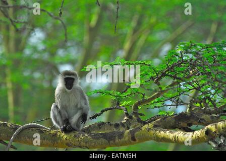 Face noire et un singe, Cercopithecus aethiops, près du lac Nakuru. Banque D'Images