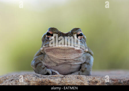 Portrait d'un désert de Sonora crapaud Bufo alvarius. Banque D'Images