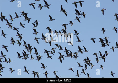 Une grande bande de bernaches du Canada, Branta canadensis, battant. Banque D'Images