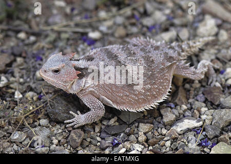 Un grand iguane à petites cornes Phrynosoma hernandesi,. Banque D'Images