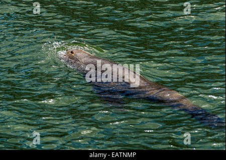 Une Cape fur seal nageant entre deux quais d'un port de plaisance. Banque D'Images