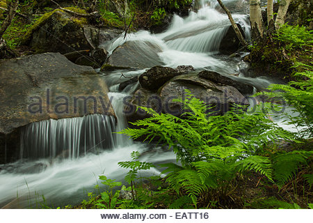 Une cascade en cascade sur les rochers, et à travers les fougères. Banque D'Images