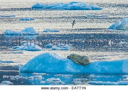 Un ours blanc repose sur un iceberg. Banque D'Images