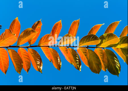 Feuilles caduques rétroéclairé bleu clair contre un ciel d'automne. Banque D'Images