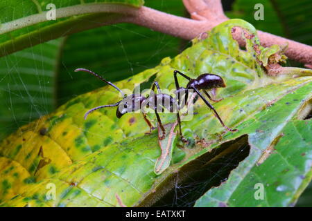 Un bullet ant, Paraponera clava, marcher sur une feuille dans une forêt tropicale. Banque D'Images