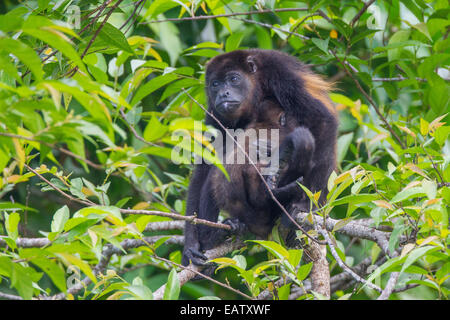 Une femelle singe hurleur Alouatta palliata, berçant son bébé. Banque D'Images