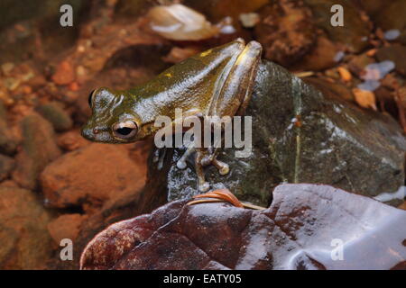 Une rainette, terne, sordida Smilisca de nourriture un rocher dans une rivière. Banque D'Images