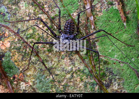 Portrait d'une espèce whipscorpion, Phrynus sans queue, de nourriture. Banque D'Images