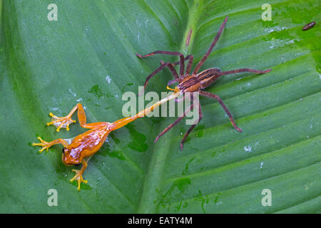 Une errance spider, getazi Cupiennius, attaquant un sablier, Dendrosophus ebrecattus rainette. Banque D'Images