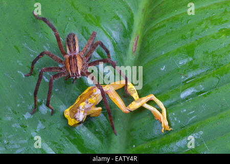 Une errance spider, Cupiennius getazi avec hourglass, rainette, Hyla ebrecattus, proies. Banque D'Images