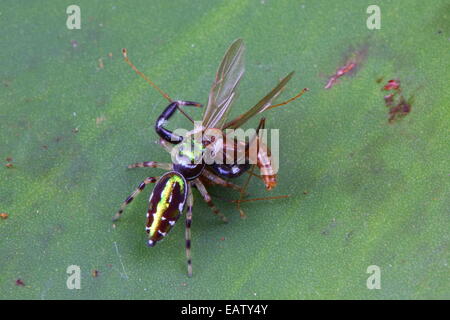 Un Paraphidippus, espèces, manger un insecte ailé. Banque D'Images