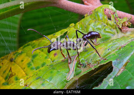 Une balle féroce ant, Paraponera clavata, rampant sur une feuille. Banque D'Images