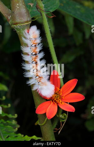 Un fuzzy caterpillar orange et blanc sur un nuage de floraison des plantes forestières. Banque D'Images