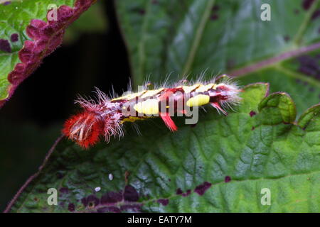 Un papillon bleu morpho peleides Morpho, Caterpillar, d'alimentation sur une feuille. Banque D'Images