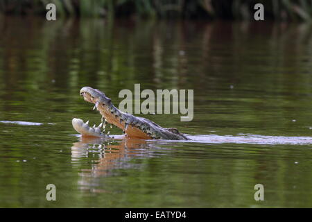 Une femelle crocodile, Crocodylus acutus, donnant un affichage territorial. Banque D'Images