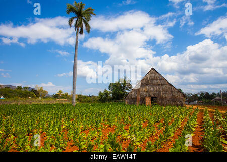 Séchoir et plantation de tabac à Cuba Vinales Banque D'Images