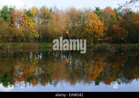 Feuillage automne coloré reflété à Mount Pleasant Lake, Fatfield, Angleterre du Nord-Est, Royaume-Uni Banque D'Images