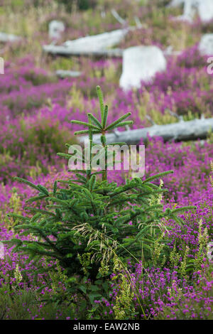 Heather de plus en plus parmi les arbres des plantations de conifères abattus claire aux côtés de Loch Frisa sur Mull, Ecosse, Royaume-Uni. Banque D'Images