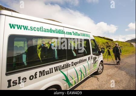 Une tournée de la faune sur l'île de Mull montrant les îles la faune pour les touristes, Isle of Mull, Scotland, UK. Banque D'Images