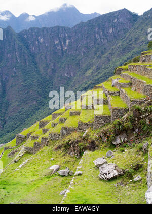 Terrasses agricoles incas au ruines de Machu picchu, près de Aguas Calientes, au Pérou. Banque D'Images