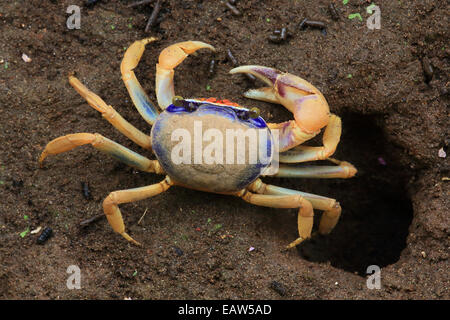 Blue land juvénile (crabe Cardisoma guanhumi) en dehors de son terrier. Parc National de Tortuguero, Costa Rica. Banque D'Images