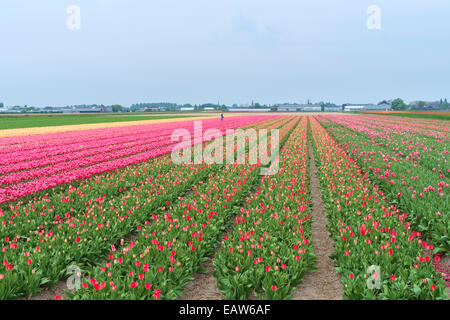 Rangées de tulipes colorées dans un champ au printemps, Lisse, Hollande méridionale, Pays-Bas Banque D'Images