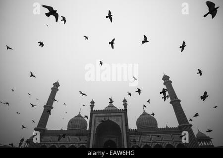 Pigeons à la mosquée Jama Masjid de Delhi, Inde la plus grande et la plus célèbre mosquée. Banque D'Images