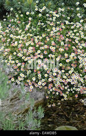 Latin American fleabane (Erigeron karvinskianus) Banque D'Images