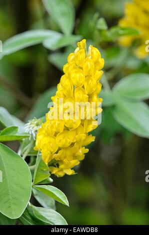 (Argyrocytisus battandieri genêt ananas syn. cytisus battandieri) Banque D'Images