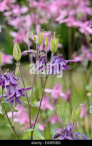 L'ancolie (aquilegia) Banque D'Images