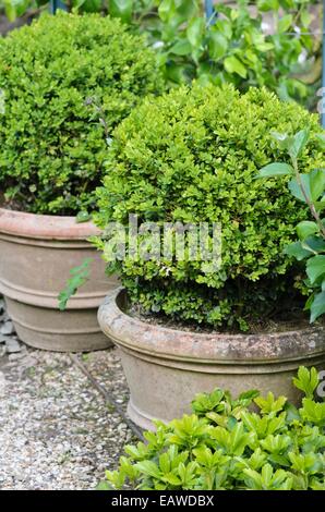 Buis commun (Buxus sempervirens) en fleurs bains à remous Banque D'Images