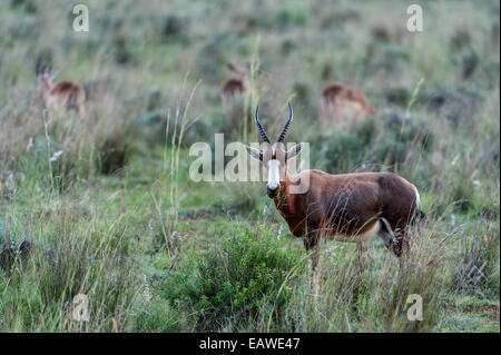 Une alerte sur un pâturage Bontebok tussock grass plaine. Banque D'Images