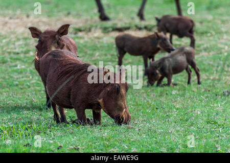 Un Phacochère famille pâturage sur l'herbe courte plaine de savane. Banque D'Images