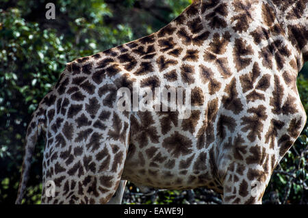 La peau et cacher l'internaute d'un mosaïque girafe d'Afrique du Sud. Banque D'Images