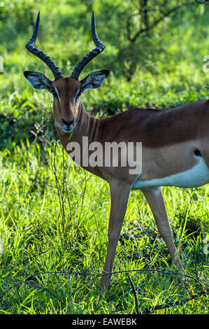 Un mâle Impala avec cornes impressionnantes qui se nourrissent de l'herbe sur une plaine. Banque D'Images