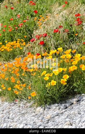 Pavot de Californie (Eschscholzia californica) et ladybird pavot (Papaver commutatum) Banque D'Images