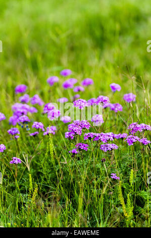 Une grappe de fleurs pourpre poussant dans un champ sur un safari lodge. Banque D'Images